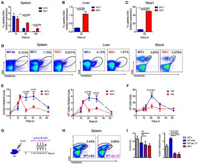 IL-17RA-Signaling Modulates CD8+ T Cell Survival and Exhaustion During Trypanosoma cruzi Infection